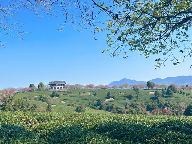 春節好去處｜在福建！！藏在漫畫裡的櫻花園