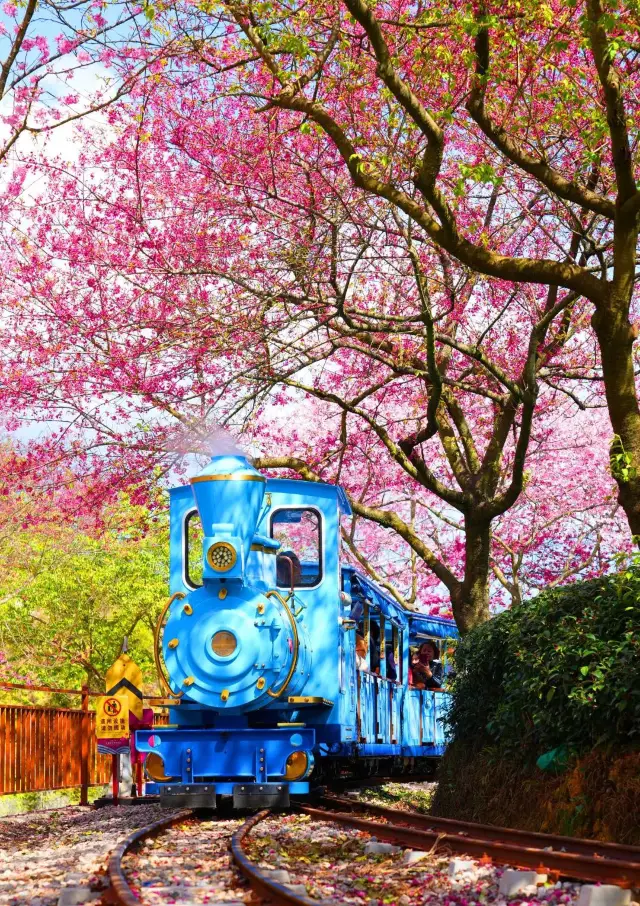 Encounter the Cherry Blossom Season: Yongfu Cherry Blossom Garden, so beautiful it takes your breath away!