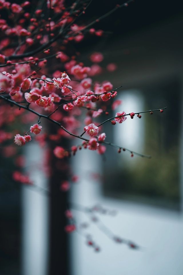 元宵節和梅花更配｜可園