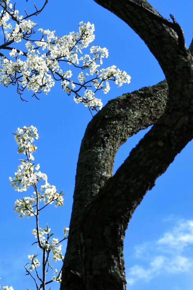 全川———看全世界最美梨花