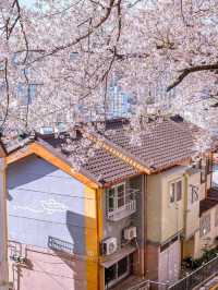 韓國🇰🇷鎮海櫻花，原來韓國櫻花也這麽好看