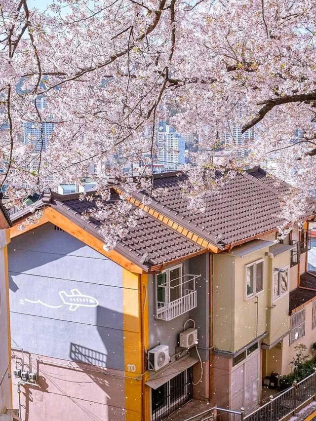 韓國🇰🇷鎮海櫻花，原來韓國櫻花也這麽好看