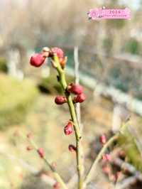 A Glimpse of Future Blossoms 🌸