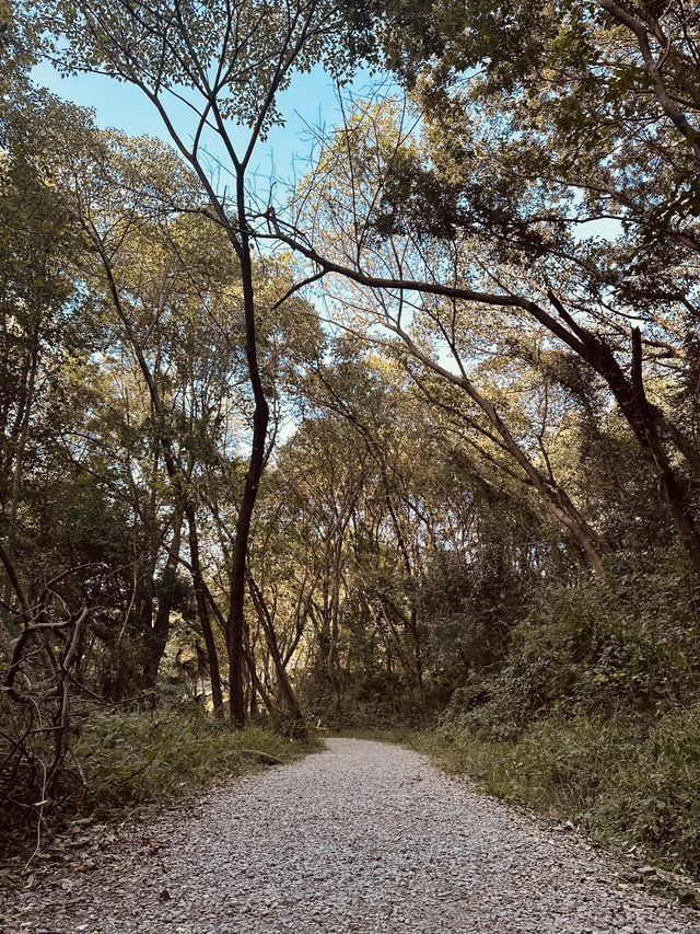 春天的武漢！給大家推薦一條私藏踏青路線！！