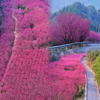 接下來的杭州，是國內賞櫻花的天花板：米積村紅色櫻花