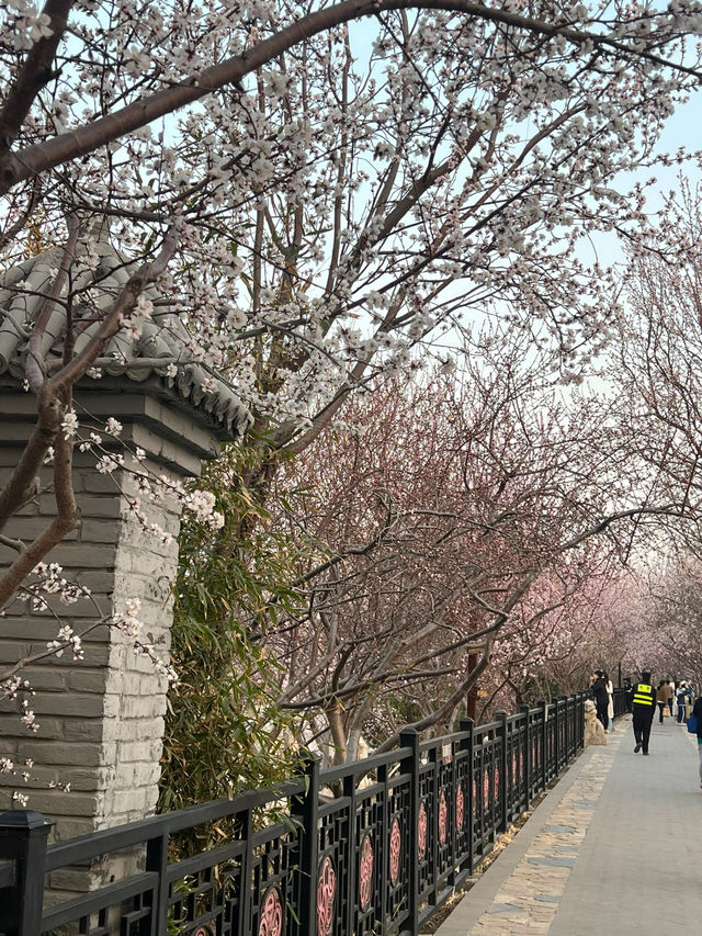 桃花園第一天開園