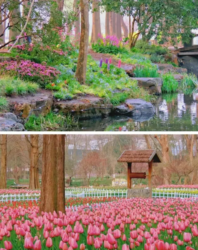 Visiting the park is the proper affair‖March 16th, tulips at the botanical garden
