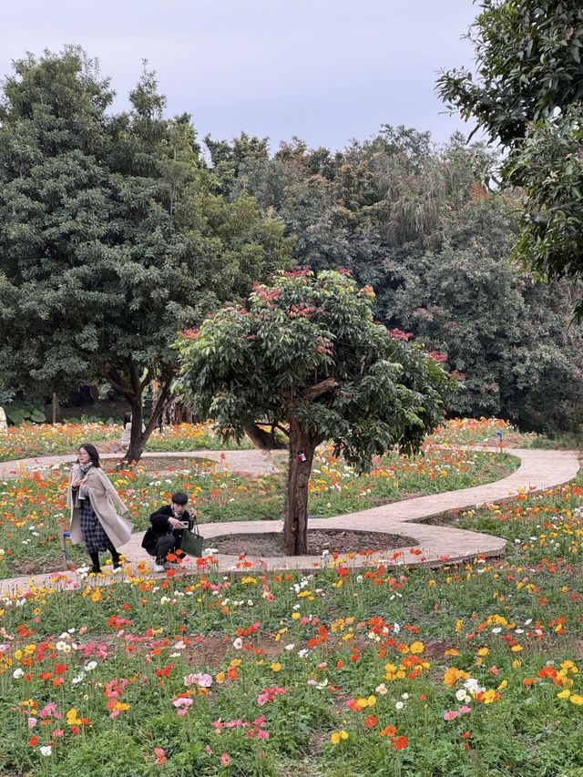 廣州｜看花的季節怎麼少得了海珠濕地公園