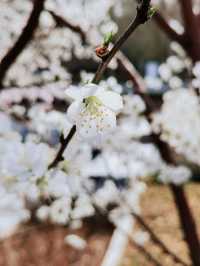 北京賞花地圖｜別再擠十里堡了 這裡的山桃花更美