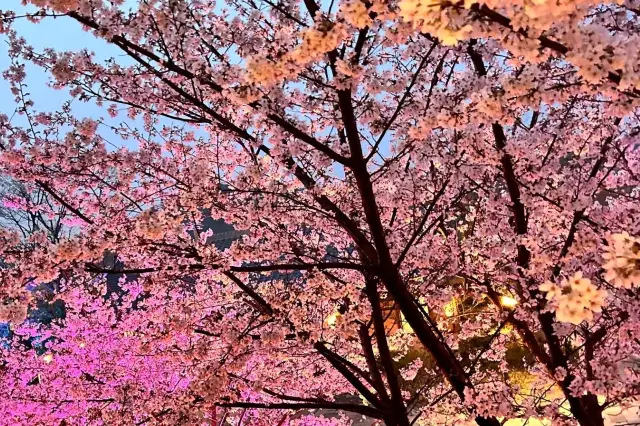 禅の小さな町、桜が開く|拈花湾（1642）