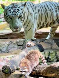 這家位於吉隆坡的酒店非常適合親子遊！緊鄰遊樂園和動物園～還有商場可逛