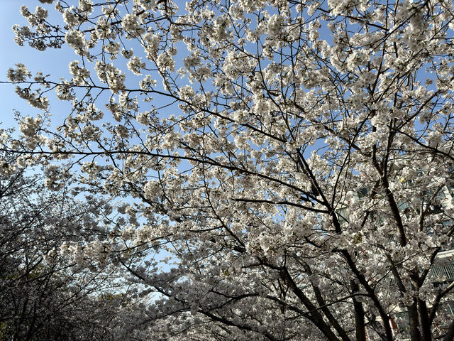 櫻花如雲高東鎮