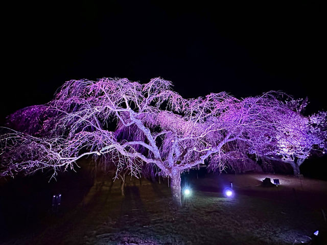 靜岡東部最美的櫻花都在這兒（3月下旬到4月上旬）