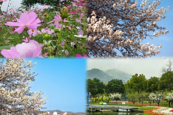 Spring flowers bloom, and the Ningbo flower viewing guide is here ...