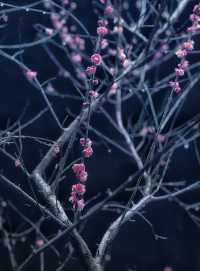 慧因高麗寺梅花落地成泥