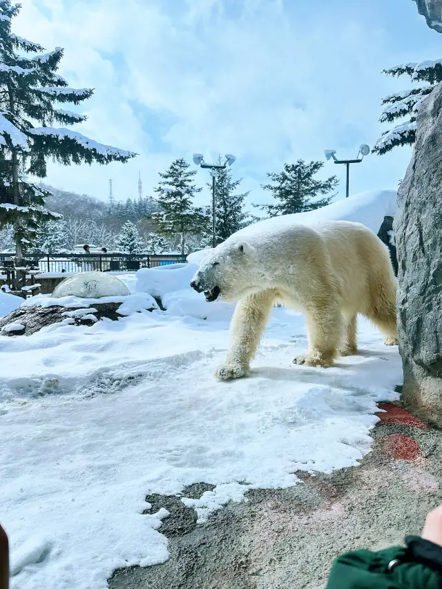 Asahiyama Zoo, a family paradise in Hokkaido (Penguin Walk)