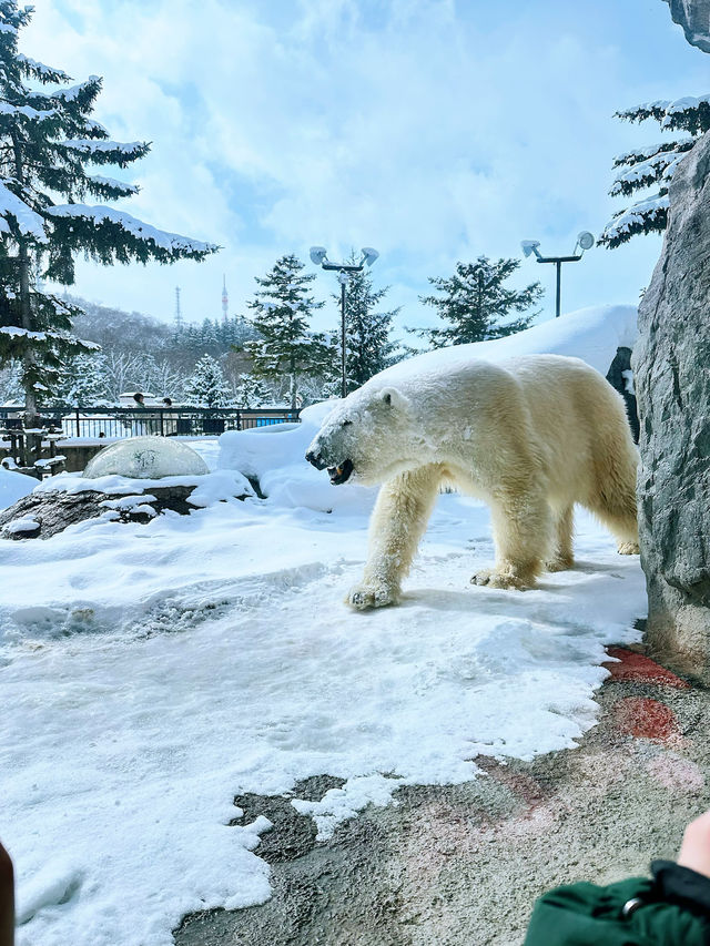 北海道親子聖地旭山動物園（企鵝漫步）