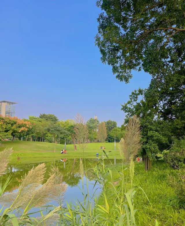 不在國外！在深圳香蜜湖公園也太浪漫了吧