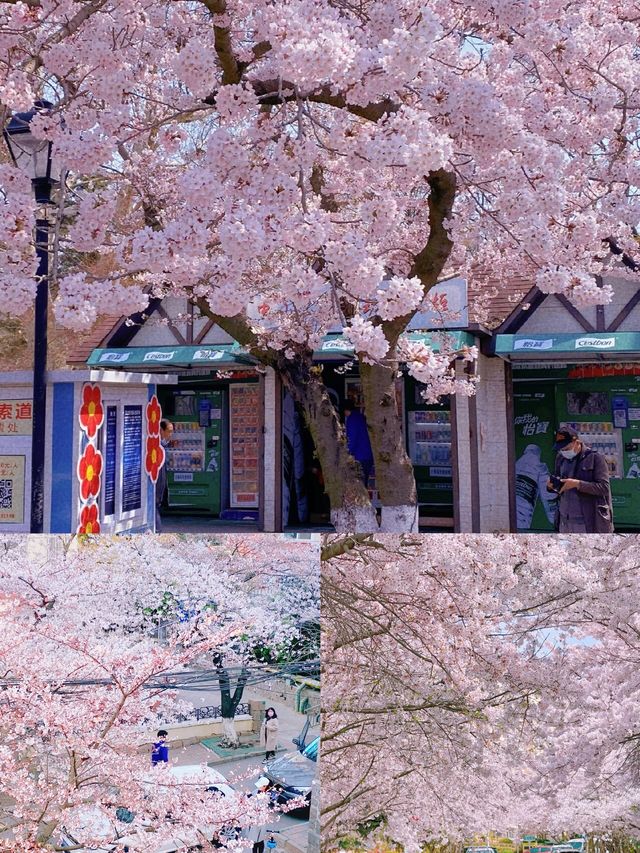 期待青島中山公園的櫻花真的太美啦