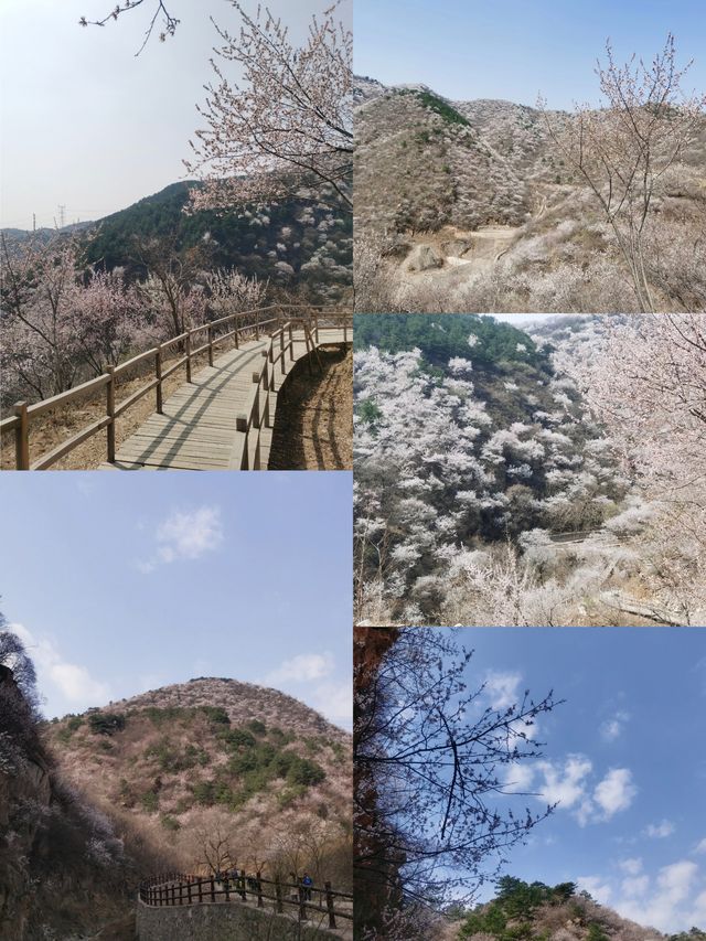 湖門村漫山桃花朵朵開！！