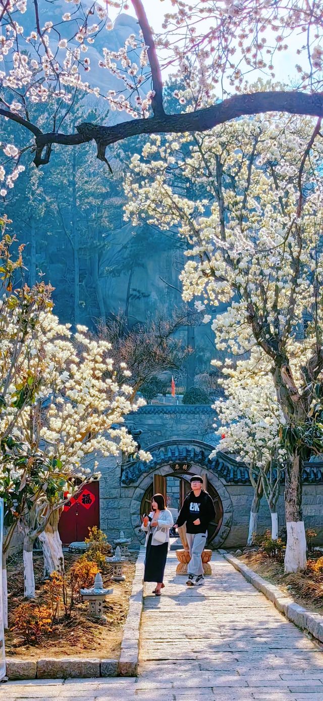 浪漫的春天，就是賞花、登山遊玩的好季節