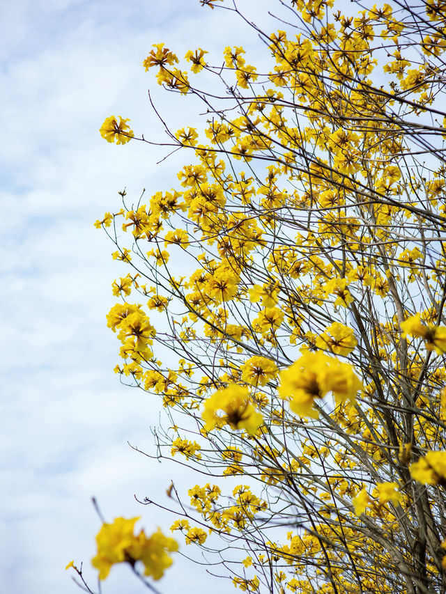 開滿黃花風鈴木的國家森林公園