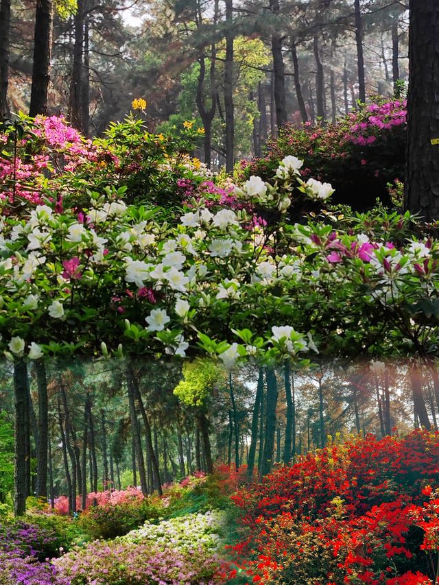 地鐵直達杭州被杜鵑花包圍的莫奈花園森林