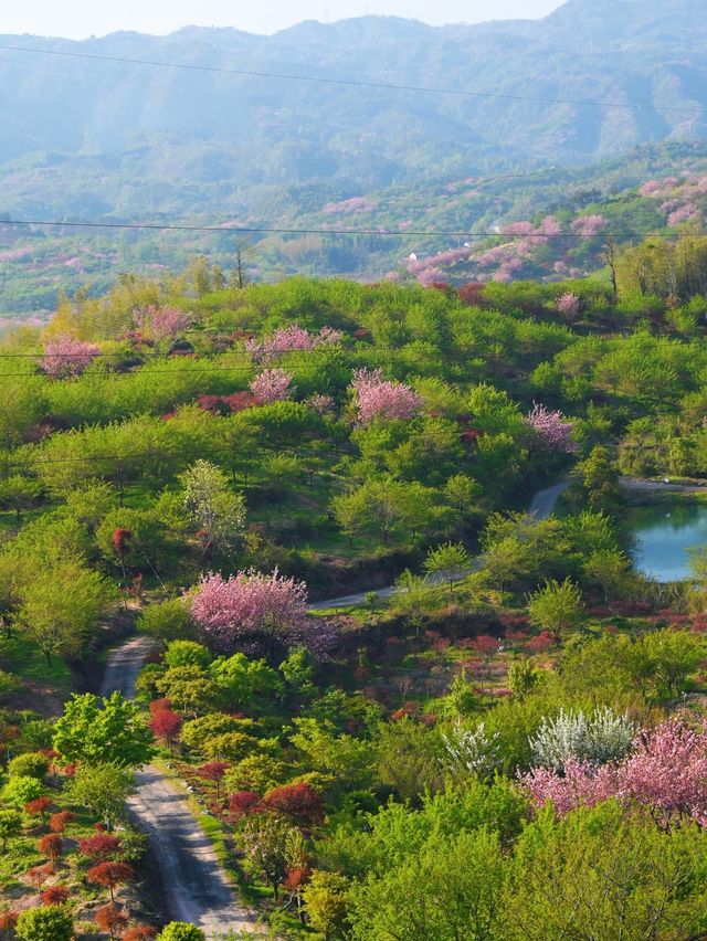 一起去龍池爬山看高山杜鵑