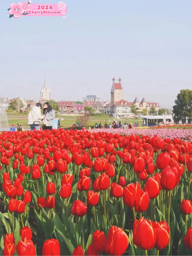 🌷 Exploring Tulips in Hubei 🌷 