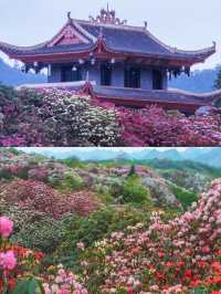 高鐵直達地球花園剛拍的貴州杜鵑花海
