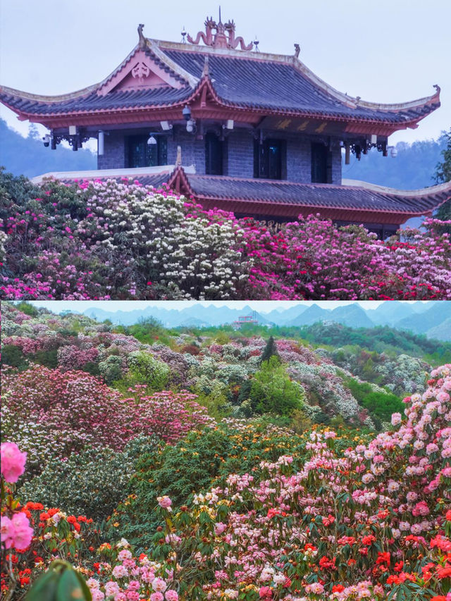 高鐵直達地球花園剛拍的貴州杜鵑花海