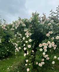 玫瑰花溪谷|親子遊玩的莫奈花園