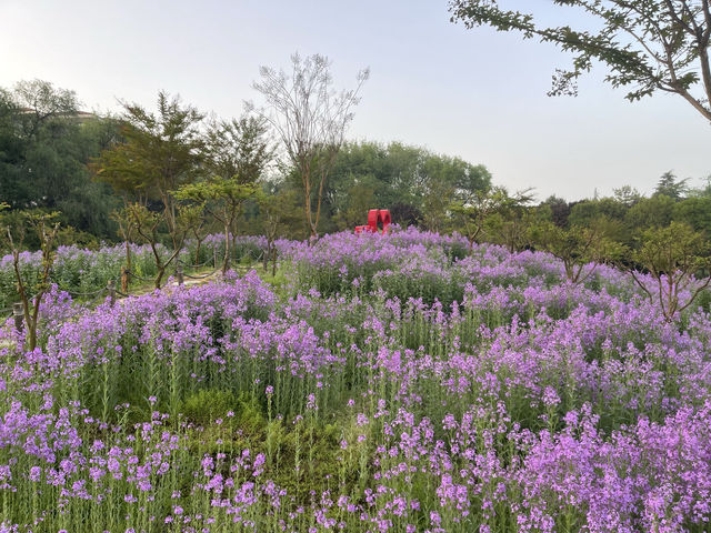 三門峽黃河邊上開滿紫花的公園