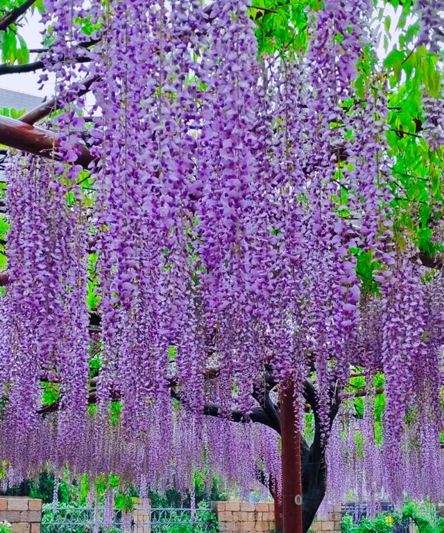 紫色的春天～快來這裡看三色紫藤花瀑布！