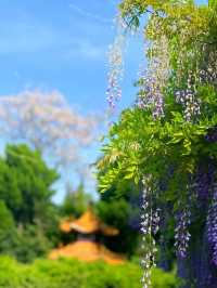 嘉定紫藤園|一簾簾紫色花瀑，詩意了四月天
