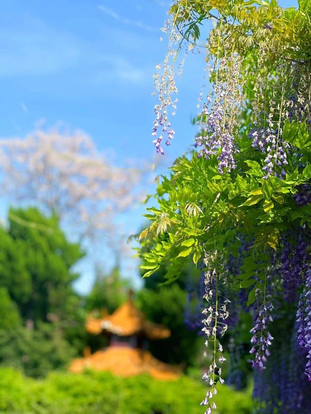 嘉定紫藤園|一簾簾紫色花瀑，詩意了四月天