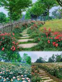 長沙版莫奈花園！ | 傳說中的玫瑰花海！！
