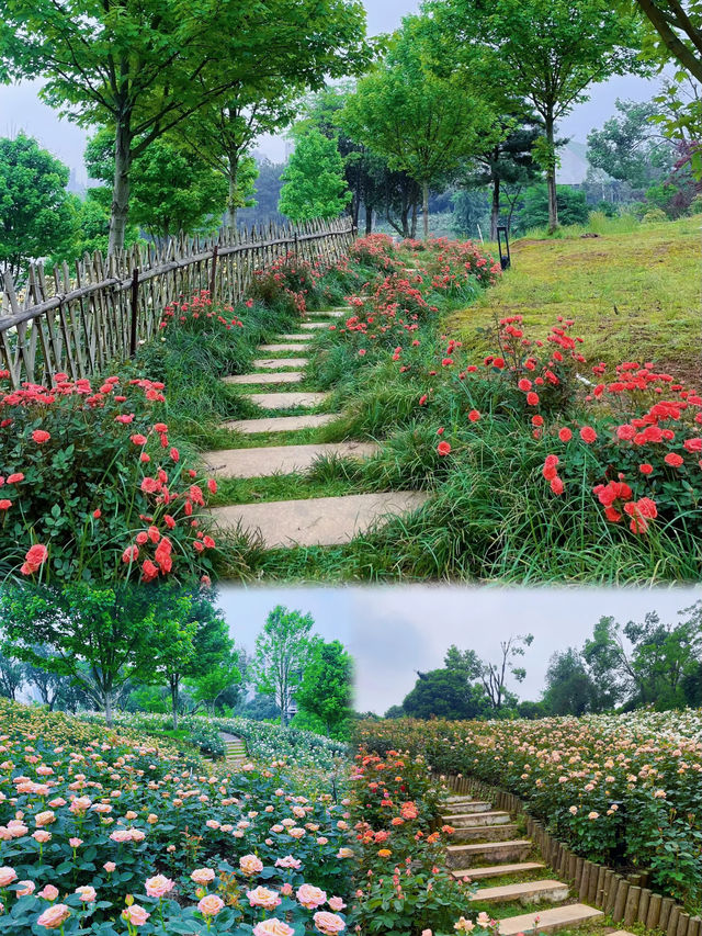 長沙版莫奈花園！ | 傳說中的玫瑰花海！！