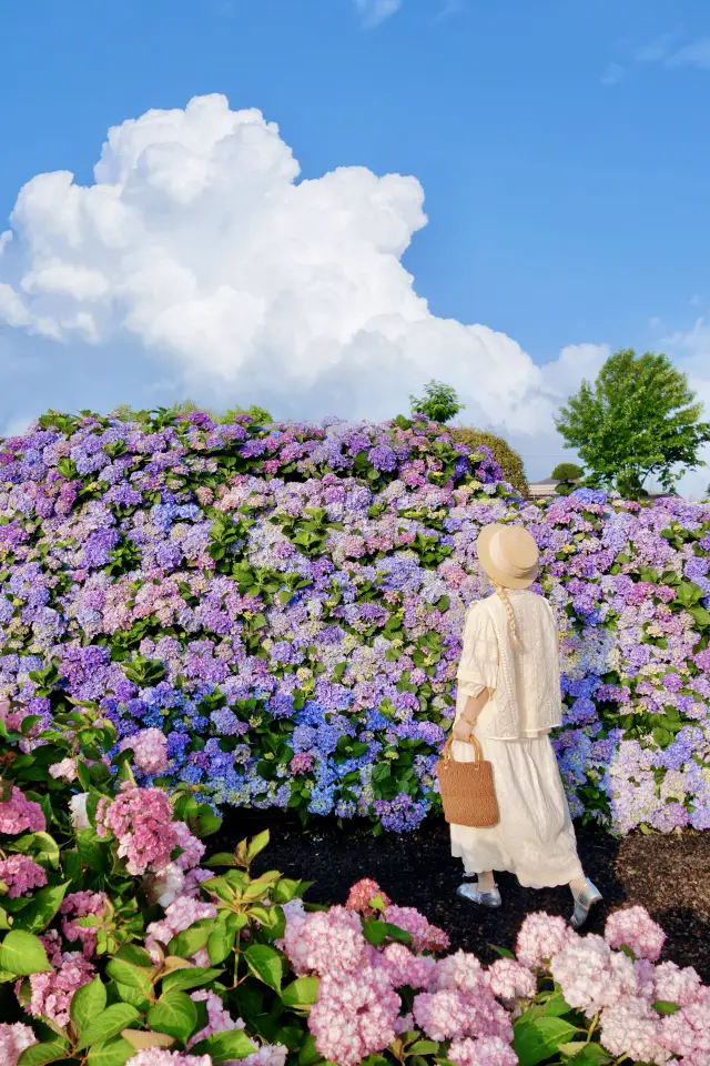 杭州周邊繡球瀑布花海美哭！限時浪漫！