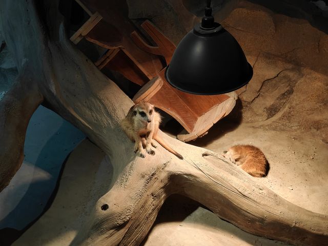 主城周末溜娃好去處｜綠色星球動物園