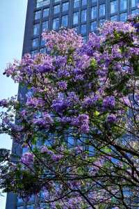 國華街上藍花楹
