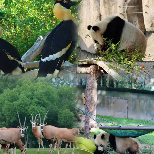 上海野生動物園超全攻略