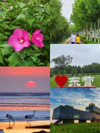 東營紅灘濕地生態奇觀