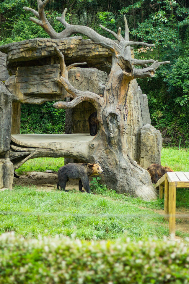 剛回來！！杭州野生動物世界夏日暢玩攻略