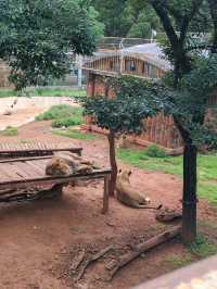 昆明圓通山動物園