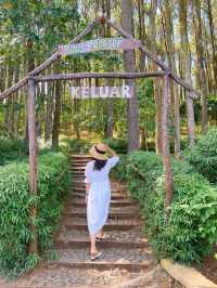 Pinus Pengger forest park in Indonesia❤️