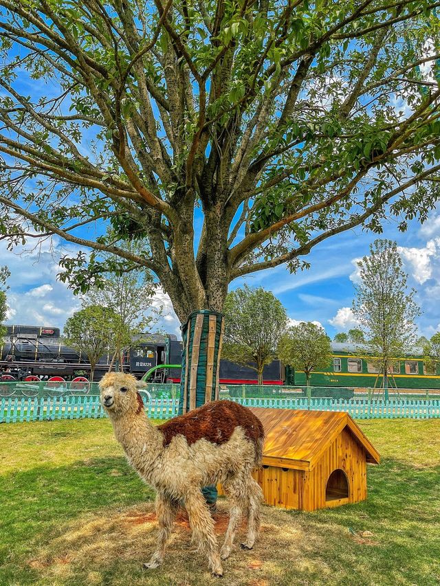 被常德動物園裡小動物治癒！來抄遊玩攻略啦||：湖南常德野生動物世界總佔地2500畝 園區裡面有世。