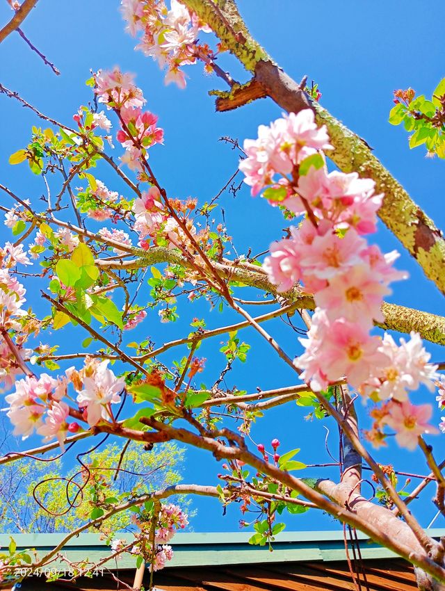 Hunter Valley Garden 猎人谷花園。