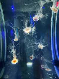 波士頓景點 | 新英格蘭水族館。