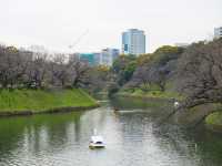 東京景點｜訪千鳥淵：賞櫻的遺憾